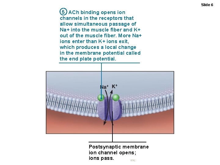 Slide 6 5 ACh binding opens ion channels in the receptors that allow simultaneous