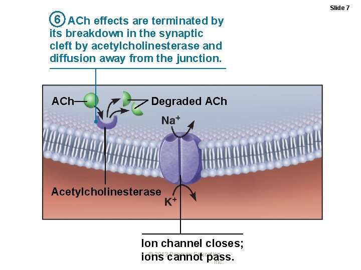 Slide 7 6 ACh effects are terminated by its breakdown in the synaptic cleft