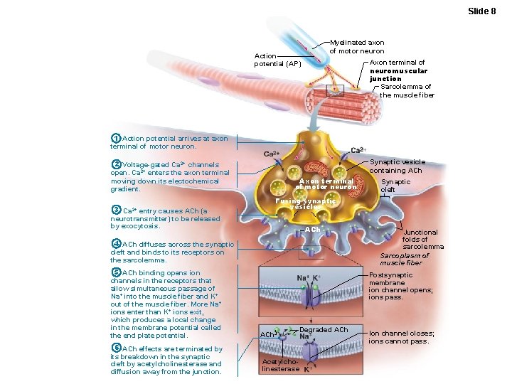 Slide 8 Myelinated axon of motor neuron Action potential (AP) Axon terminal of neuromuscular