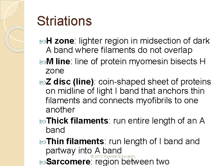Striations H zone: lighter region in midsection of dark A band where filaments do