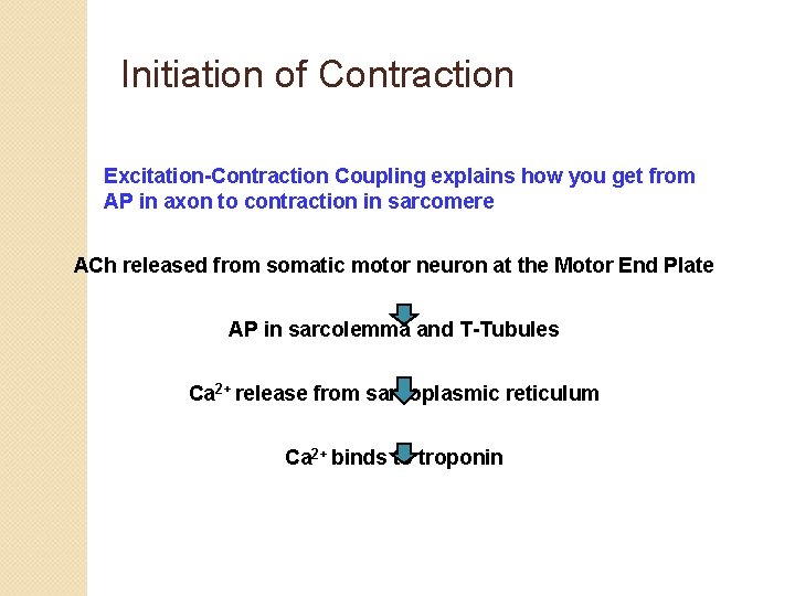 Initiation of Contraction Excitation-Contraction Coupling explains how you get from AP in axon to