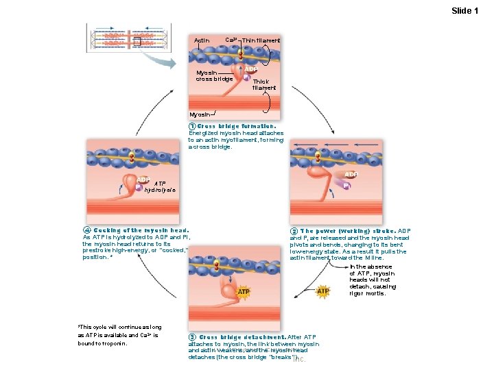 Slide 1 Actin Ca 2+ Thin filament Myosin cross bridge Thick filament Myosin 1