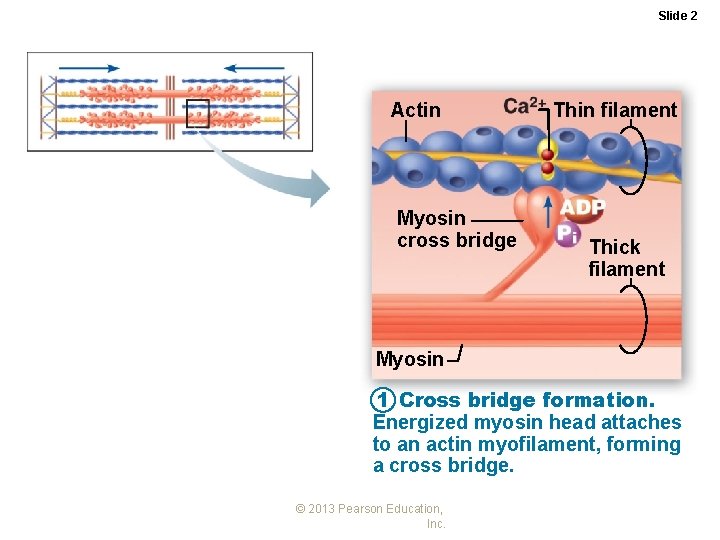 Slide 2 Actin Myosin cross bridge Thin filament Thick filament Myosin 1 Cross bridge