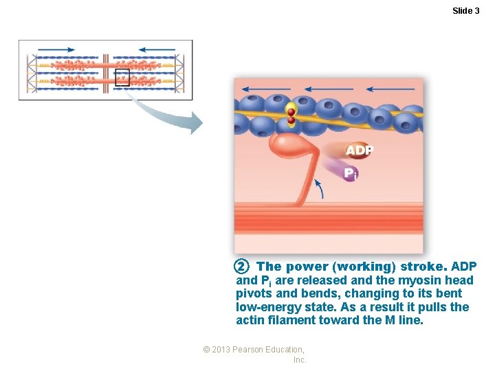 Slide 3 2 The power (working) stroke. ADP and Pi are released and the