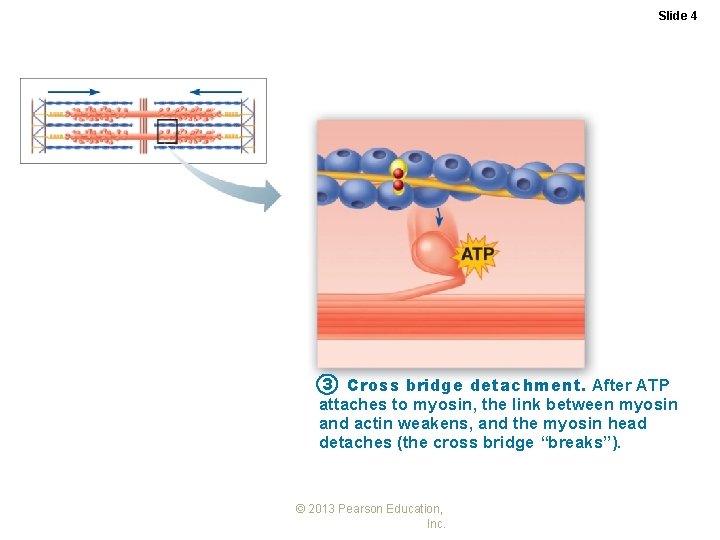 Slide 4 3 Cross bridge detachment. After ATP attaches to myosin, the link between