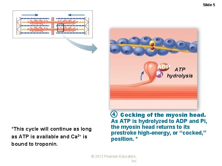 Slide 5 ATP hydrolysis 4 Cocking of the myosin head. *This cycle will continue