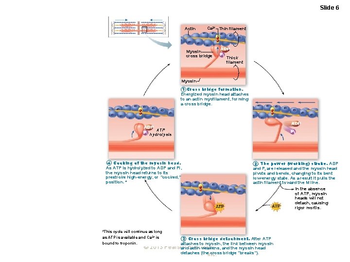 Slide 6 Actin Ca 2+ Thin filament Myosin cross bridge Thick filament Myosin 1