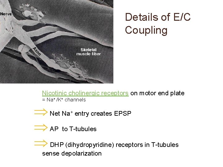 Details of E/C Coupling Nicotinic cholinergic receptors on motor end plate = Na+ /K+