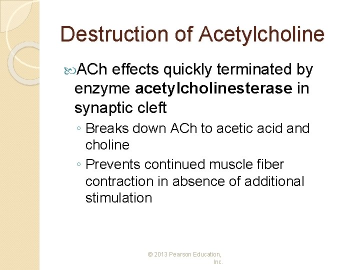 Destruction of Acetylcholine ACh effects quickly terminated by enzyme acetylcholinesterase in synaptic cleft ◦