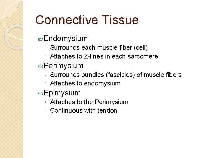 Connective Tissue Endomysium ◦ Surrounds each muscle fiber (cell) ◦ Attaches to Z-lines in