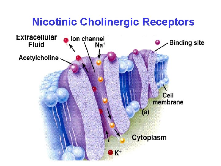 Nicotinic Cholinergic Receptors 