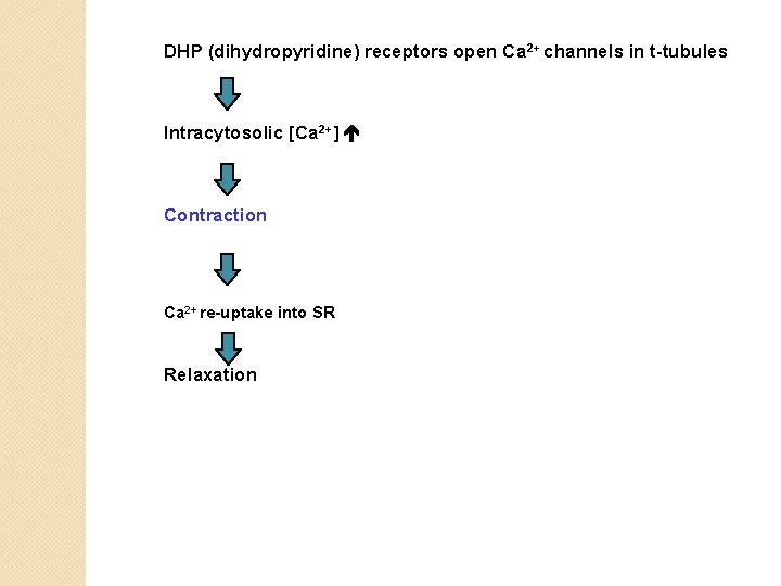 DHP (dihydropyridine) receptors open Ca 2+ channels in t-tubules Intracytosolic [Ca 2+] Contraction Ca