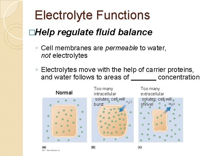Electrolyte Functions �Help regulate fluid balance ◦ Cell membranes are permeable to water, not