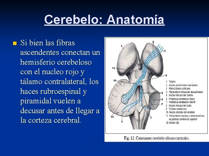 Cerebelo: Anatomía n Si bien las fibras ascendentes conectan un hemisferio cerebeloso con el