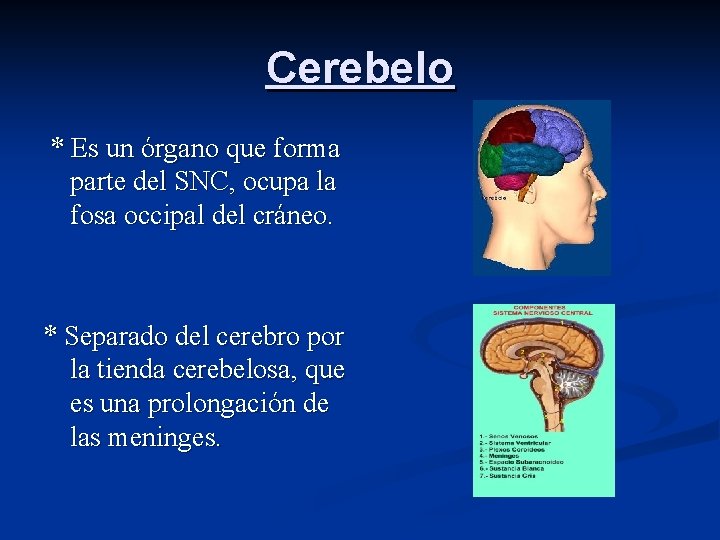 Cerebelo * Es un órgano que forma parte del SNC, ocupa la fosa occipal
