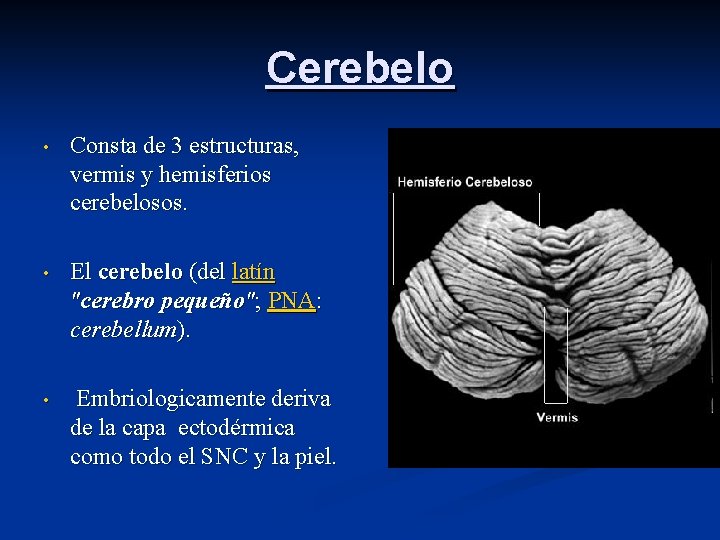 Cerebelo • Consta de 3 estructuras, vermis y hemisferios cerebelosos. • El cerebelo (del