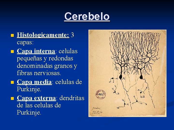 Cerebelo n n Histologicamente: 3 capas: Capa interna: celulas pequeñas y redondas denominadas granos