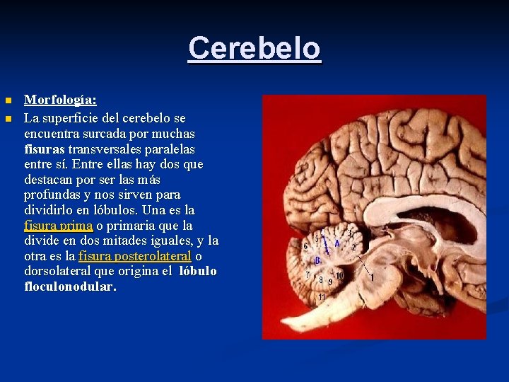 Cerebelo n n Morfología: La superficie del cerebelo se encuentra surcada por muchas fisuras