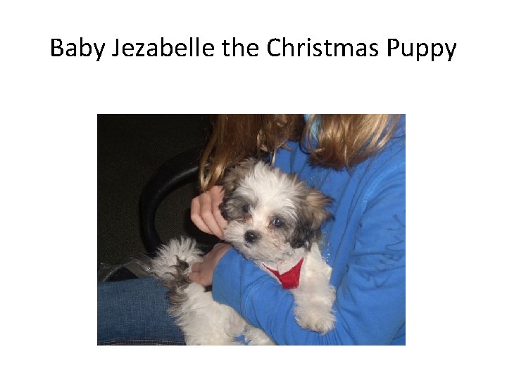 Baby Jezabelle the Christmas Puppy 