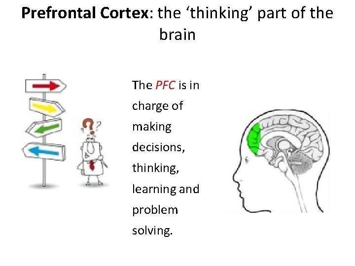 Prefrontal Cortex: the ‘thinking’ part of the brain • The PFC is in charge