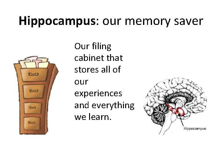 Hippocampus: our memory saver Our filing cabinet that stores all of our experiences and