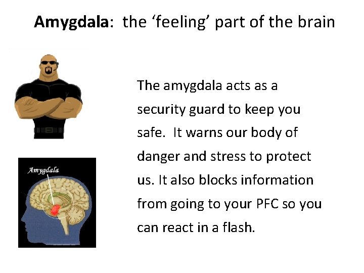 Amygdala: the ‘feeling’ part of the brain The amygdala acts as a security guard