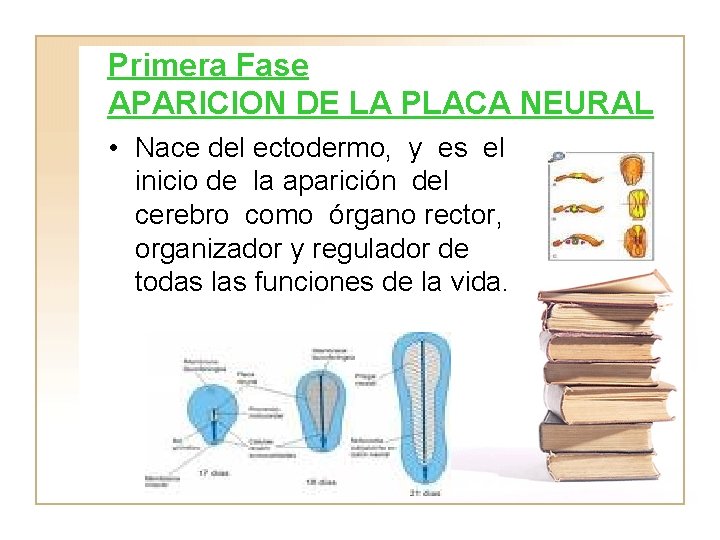 Primera Fase APARICION DE LA PLACA NEURAL • Nace del ectodermo, y es el