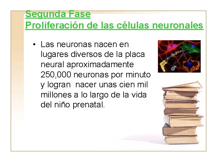 Segunda Fase Proliferación de las células neuronales • Las neuronas nacen en lugares diversos