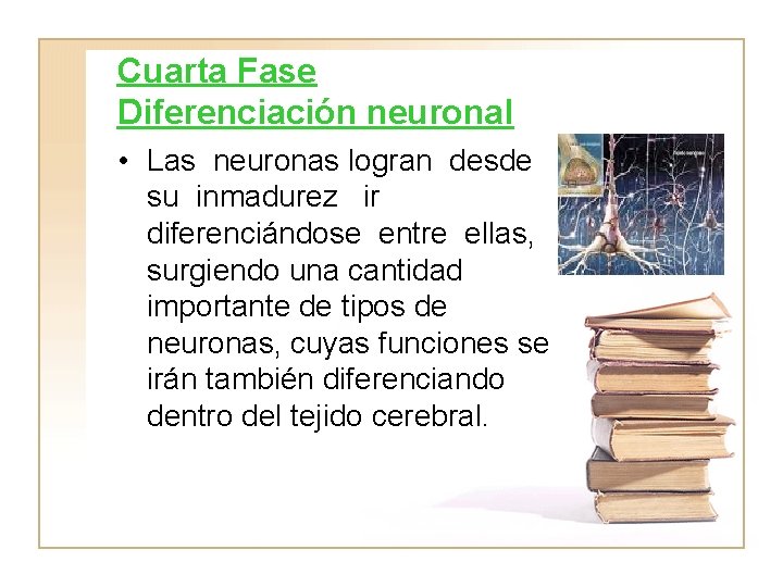 Cuarta Fase Diferenciación neuronal • Las neuronas logran desde su inmadurez ir diferenciándose entre