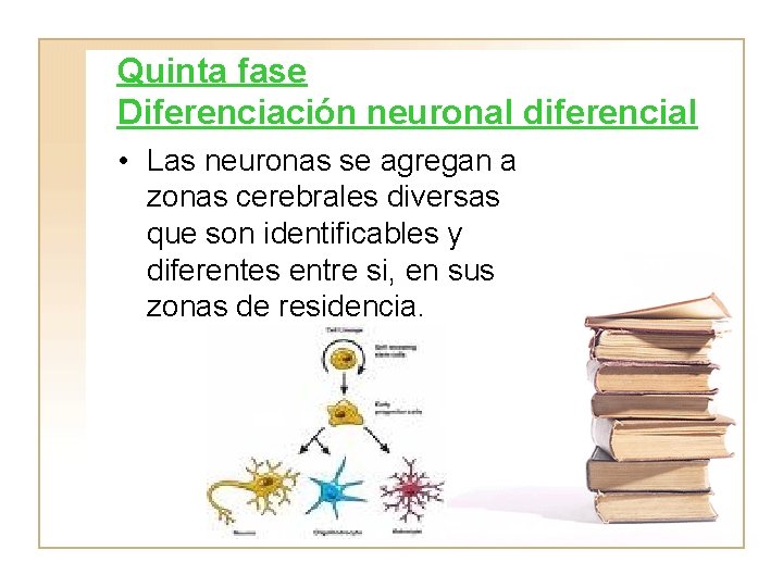 Quinta fase Diferenciación neuronal diferencial • Las neuronas se agregan a zonas cerebrales diversas