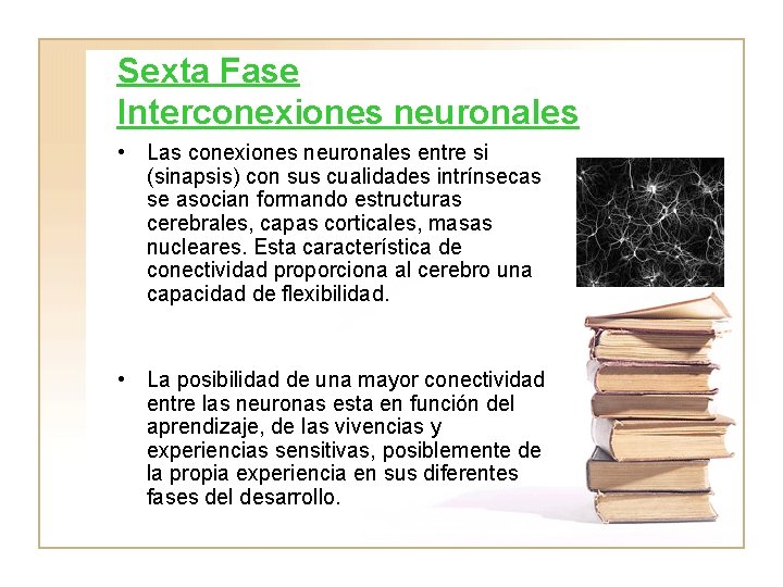 Sexta Fase Interconexiones neuronales • Las conexiones neuronales entre si (sinapsis) con sus cualidades