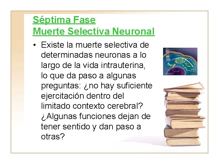 Séptima Fase Muerte Selectiva Neuronal • Existe la muerte selectiva de determinadas neuronas a