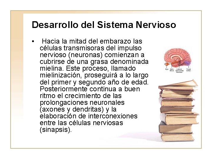 Desarrollo del Sistema Nervioso • Hacia la mitad del embarazo las células transmisoras del