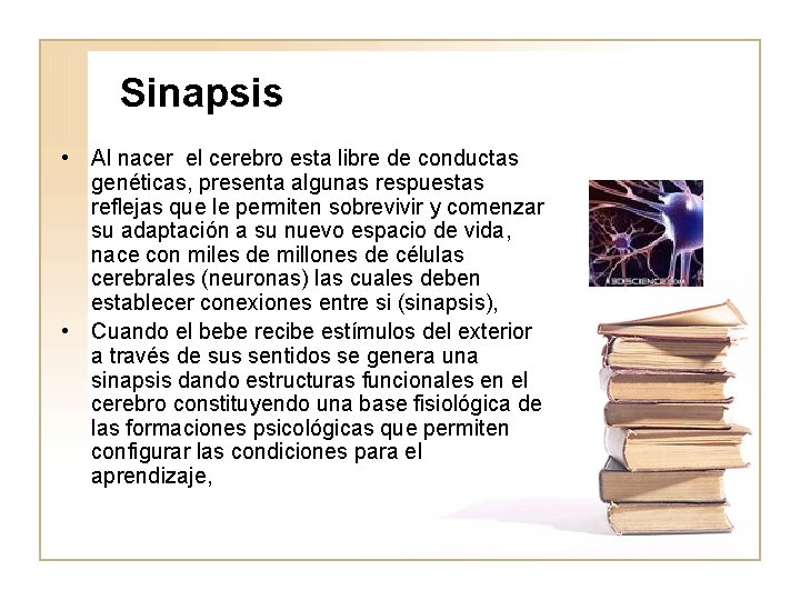 Sinapsis • Al nacer el cerebro esta libre de conductas genéticas, presenta algunas respuestas
