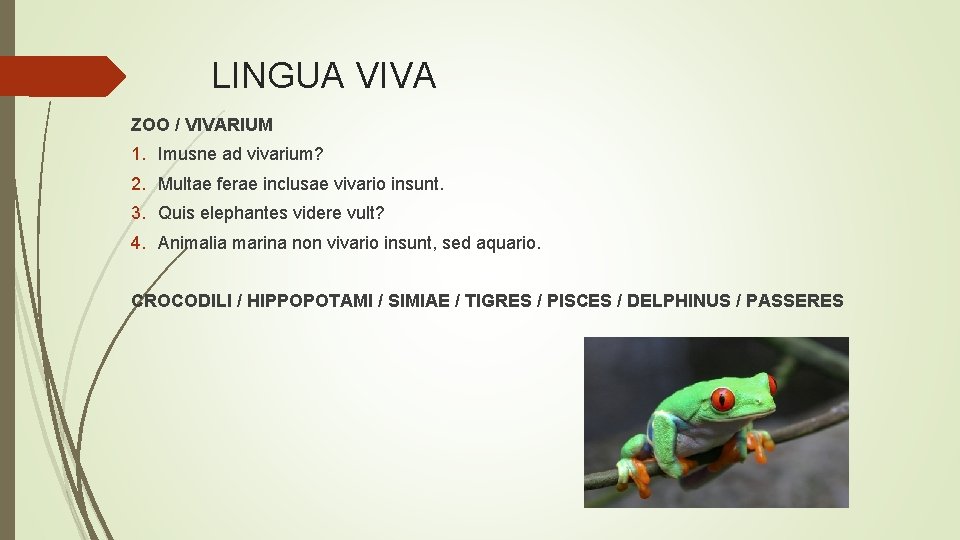 LINGUA VIVA ZOO / VIVARIUM 1. Imusne ad vivarium? 2. Multae ferae inclusae vivario