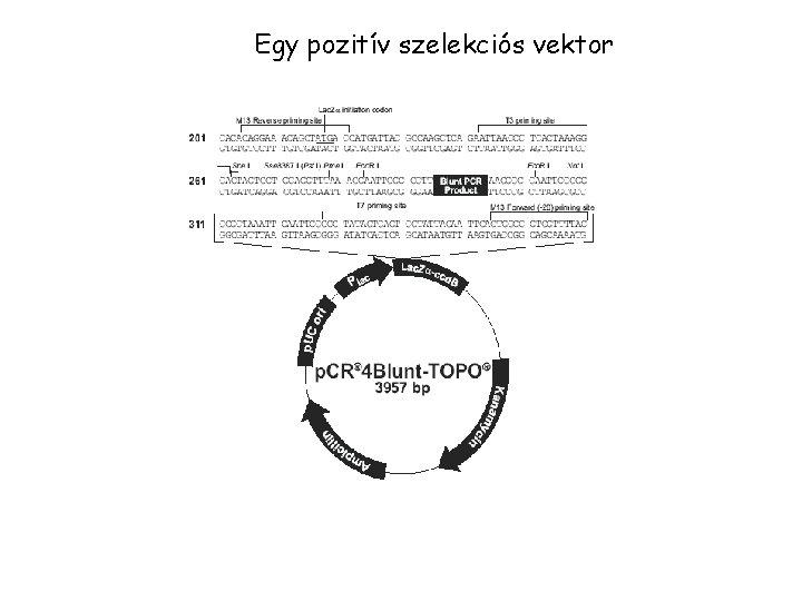 Egy pozitív szelekciós vektor 