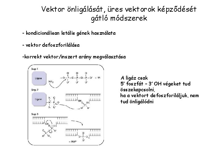 Vektor önligálását, üres vektorok képződését gátló módszerek - kondicionálisan letális gének használata - vektor
