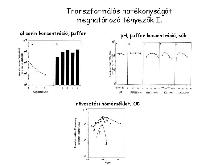 Transzformálás hatékonyságát meghatározó tényezők I. glicerin koncentráció, puffer p. H, puffer koncentráció, sók növesztési
