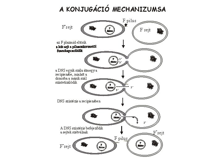 A KONJUGÁCIÓ MECHANIZUMSA F pilus + F sejt - F sejt az F plazmid