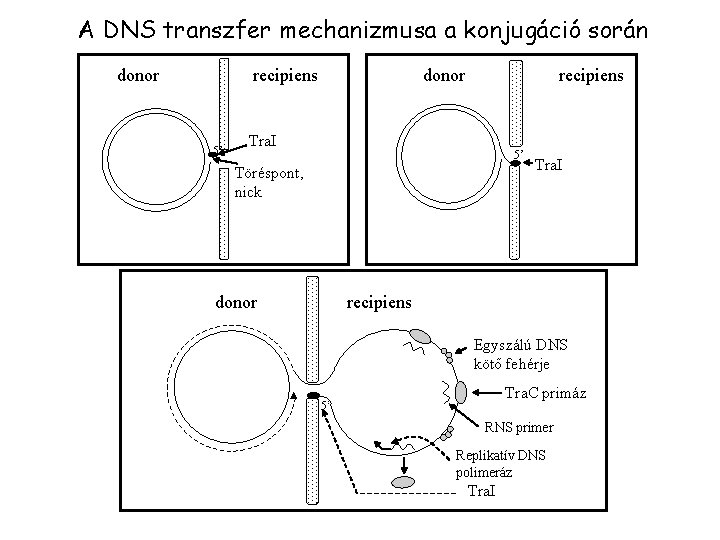 A DNS transzfer mechanizmusa a konjugáció során donor recipiens 5’ donor recipiens Tra. I