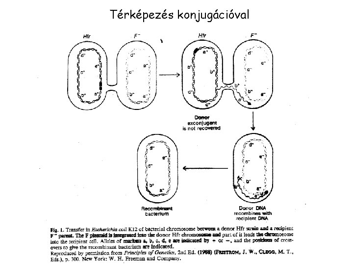 Térképezés konjugációval 