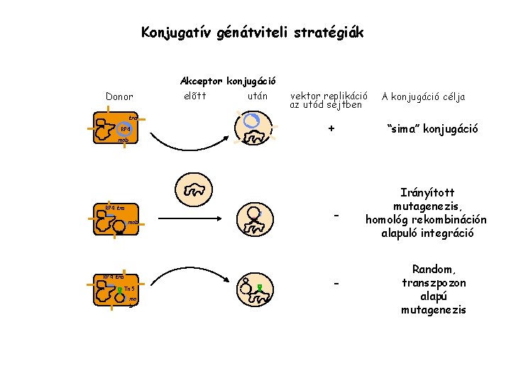 Konjugatív génátviteli stratégiák Akceptor konjugáció Donor tra RP 4 elõtt után vektor replikáció az