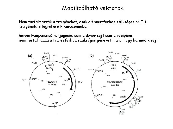 Mobilizálható vektorok Nem tartalmazzák a tra géneket, csak a transzferhez szükséges ori. T-t tra