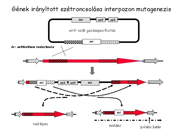 Gének irányított szétroncsolása interpozon mutagenezis Ar 1 ori. V ori. T ori. V: szűk