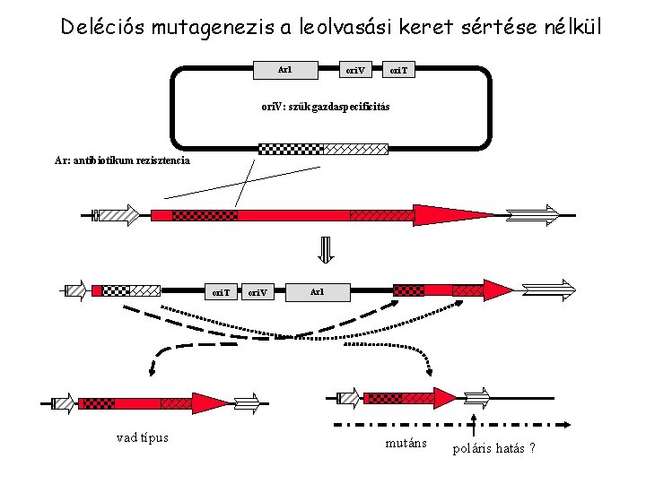 Deléciós mutagenezis a leolvasási keret sértése nélkül Ar 1 ori. V ori. T ori.