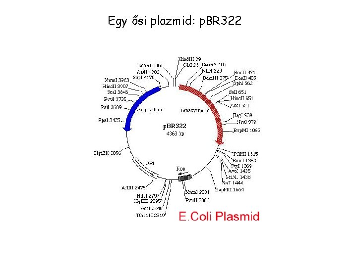 Egy ősi plazmid: p. BR 322 