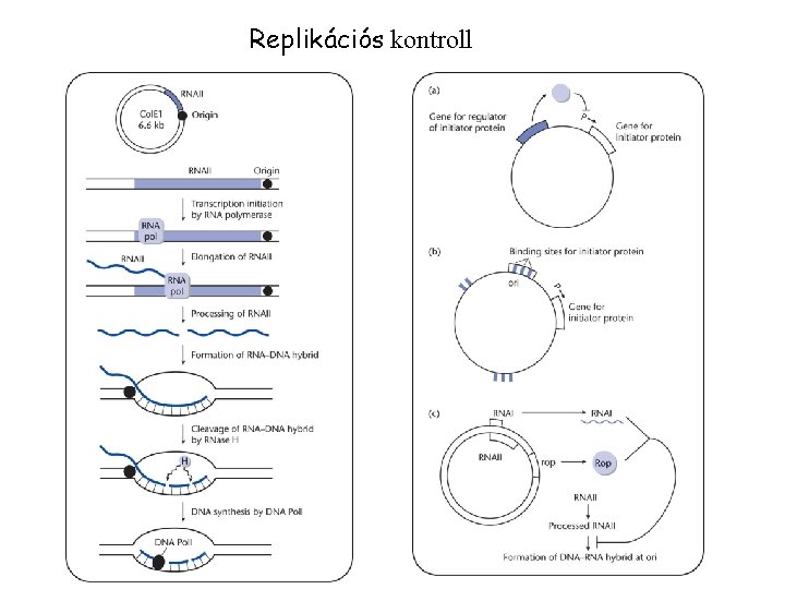 Replikációs kontroll 
