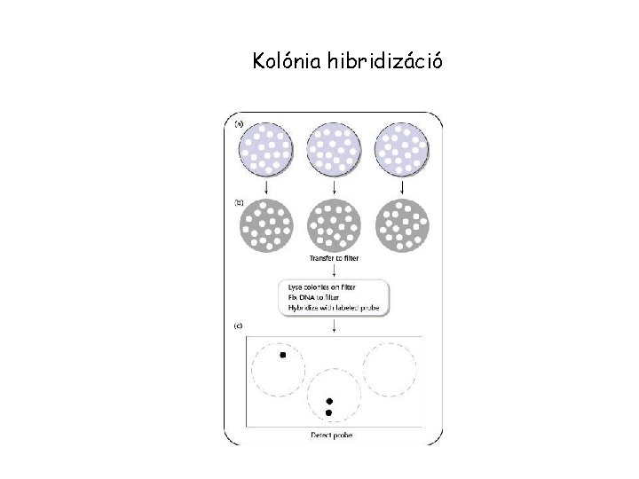 Kolónia hibridizáció 