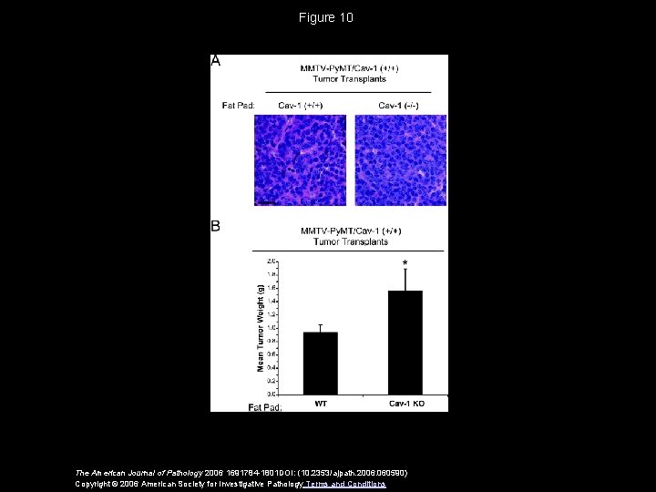 Figure 10 The American Journal of Pathology 2006 1691784 -1801 DOI: (10. 2353/ajpath. 2006.