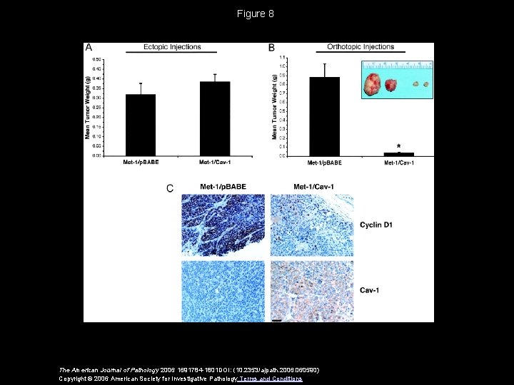 Figure 8 The American Journal of Pathology 2006 1691784 -1801 DOI: (10. 2353/ajpath. 2006.